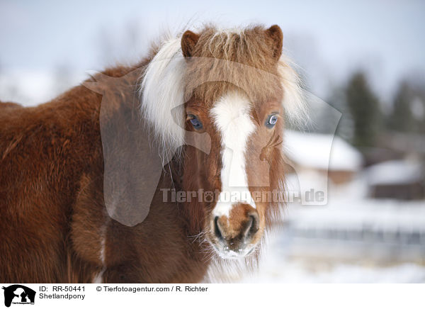 Shetlandpony / RR-50441