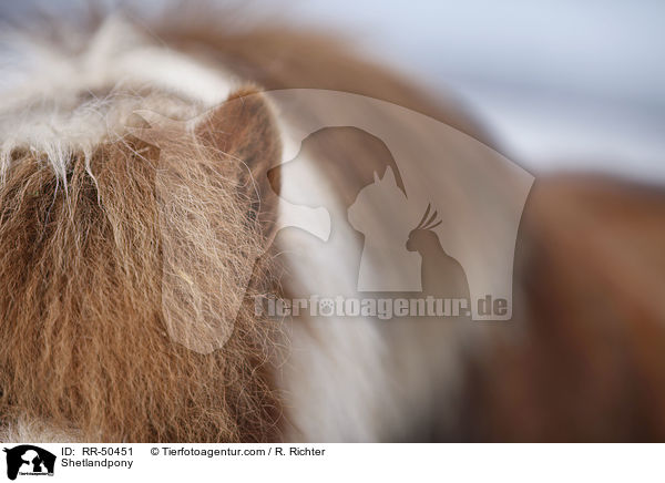 Shetlandpony / RR-50451
