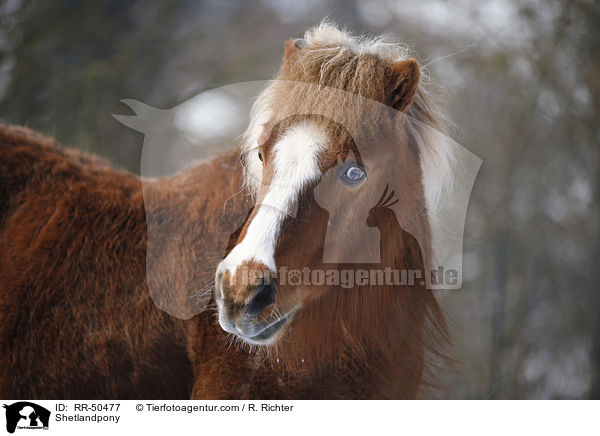 Shetlandpony / RR-50477