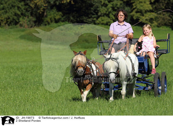 2 Shetland Ponies / JH-19873