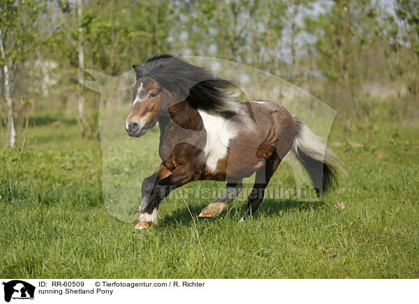 rennendes Shetland Pony / running Shetland Pony / RR-60509