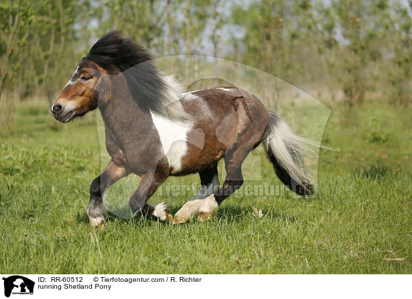 running Shetland Pony / RR-60512