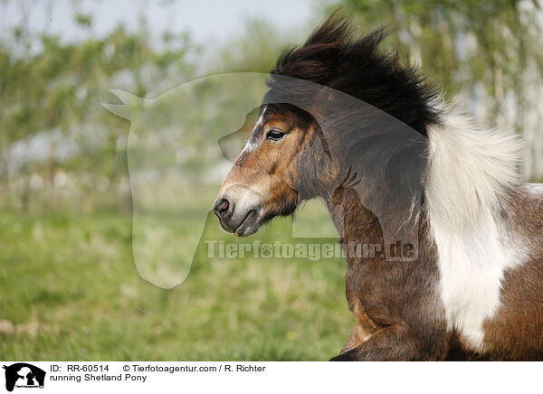 running Shetland Pony / RR-60514