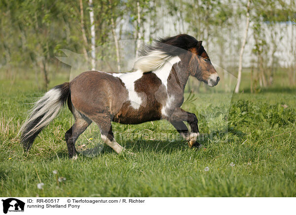 running Shetland Pony / RR-60517