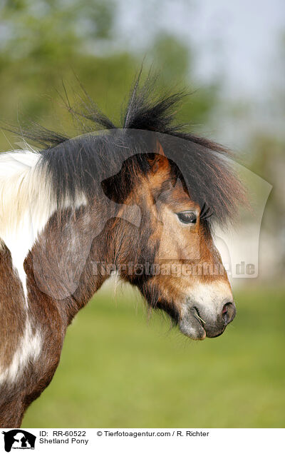 Shetland Pony / RR-60522