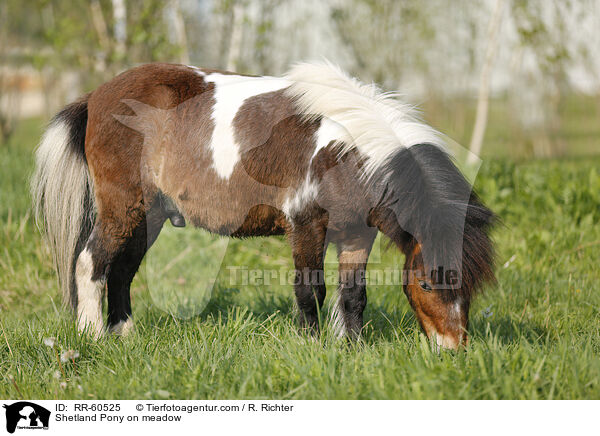 Shetland Pony on meadow / RR-60525