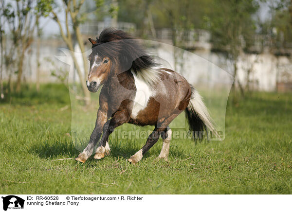 running Shetland Pony / RR-60528