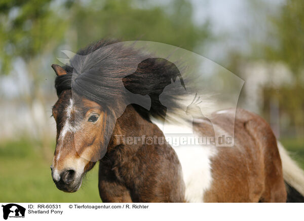 Shetland Pony / RR-60531