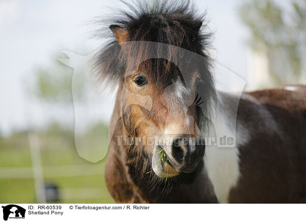 Shetland Pony / RR-60539