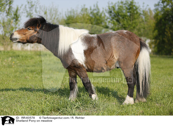 Shetland Pony on meadow / RR-60578