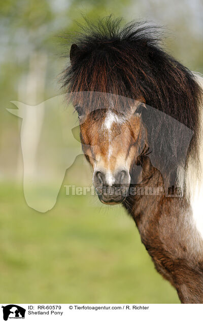 Shetland Pony / RR-60579