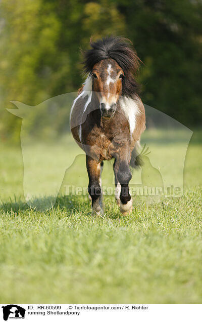 running Shetlandpony / RR-60599