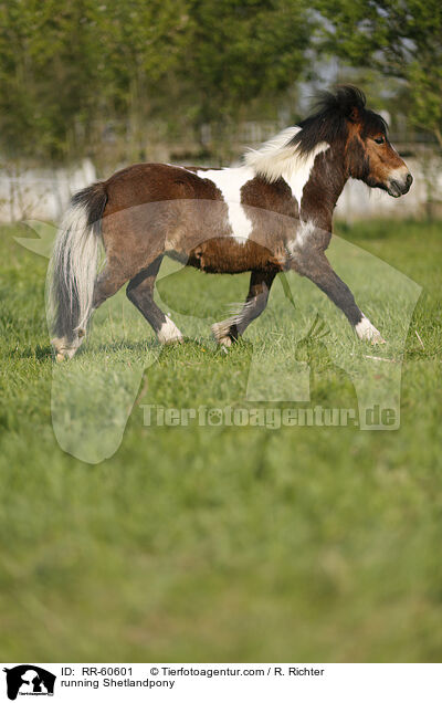 running Shetlandpony / RR-60601