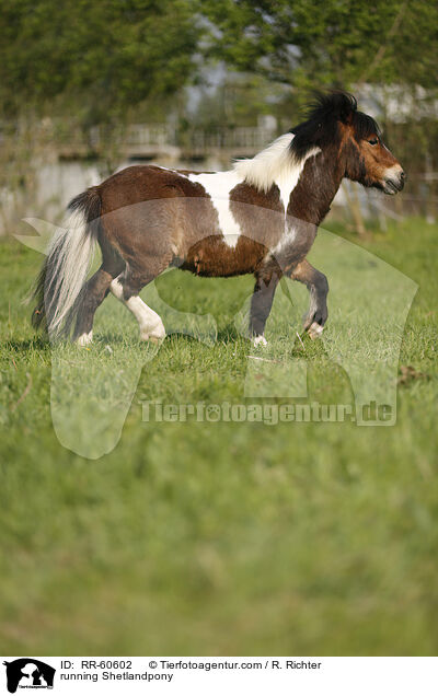 running Shetlandpony / RR-60602