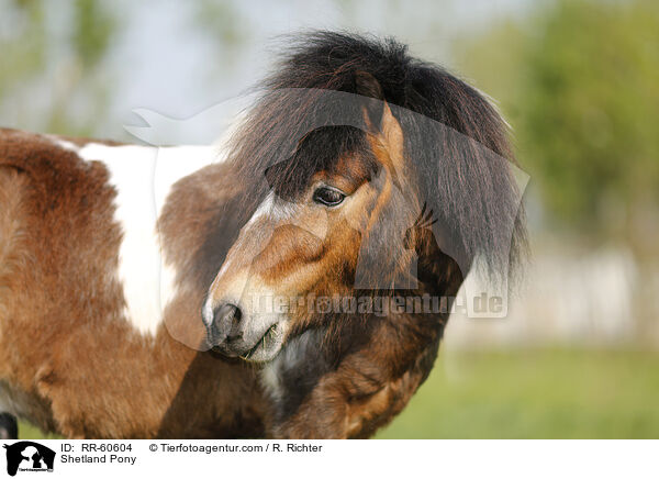 Shetland Pony / RR-60604