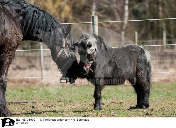 2 Pferde / 2 horses / NS-04002