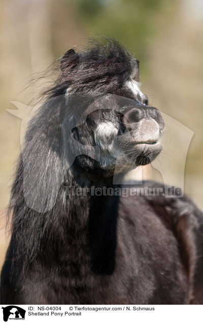 Shetland Pony Portrait / NS-04004