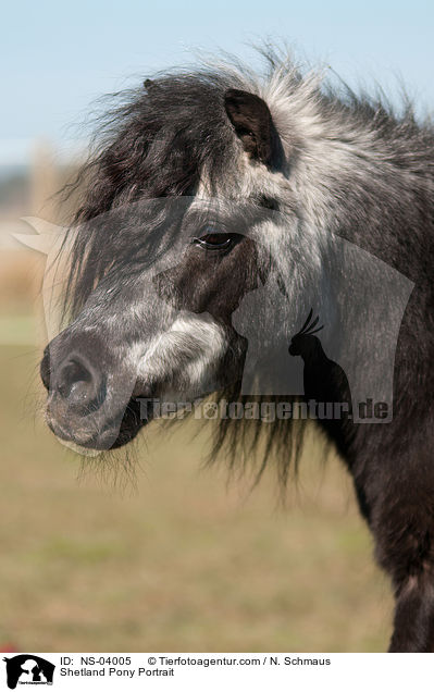 Shetland Pony Portrait / NS-04005