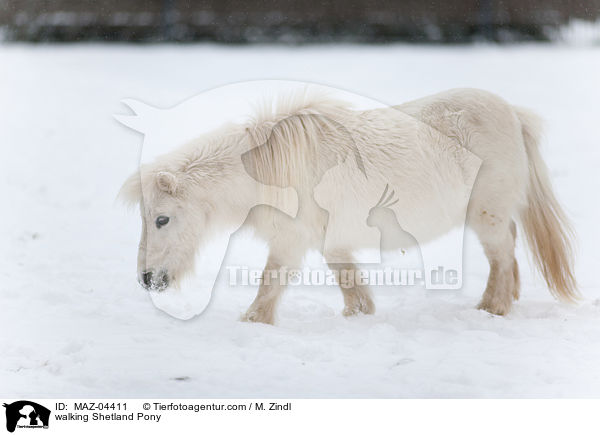 walking Shetland Pony / MAZ-04411