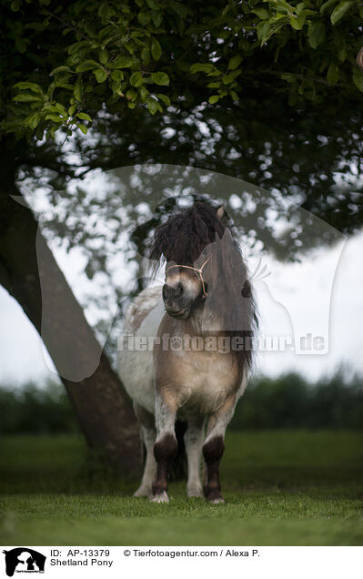 Shetland Pony / AP-13379