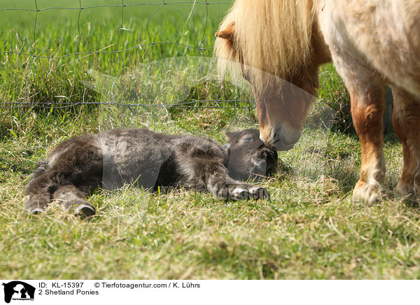 2 Shetland Ponies / 2 Shetland Ponies / KL-15397