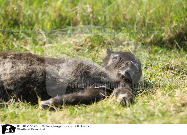 Shetland Pony Fohlen / Shetland Pony foal / KL-15398