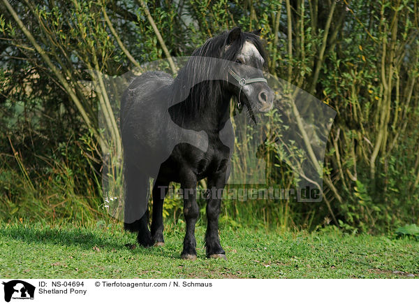 Shetland Pony / NS-04694