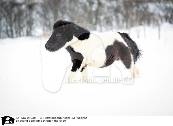 Shetland pony runs through the snow / MW-01928