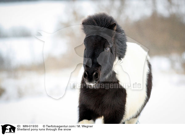 Shetland pony runs through the snow / MW-01930