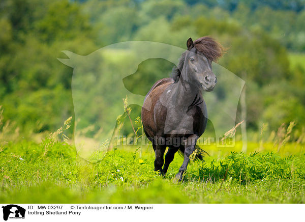 trotting Shetland Pony / MW-03297