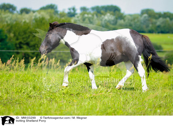 trotting Shetland Pony / MW-03299