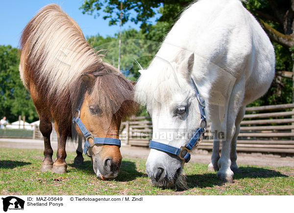 Shetland Ponys / MAZ-05649