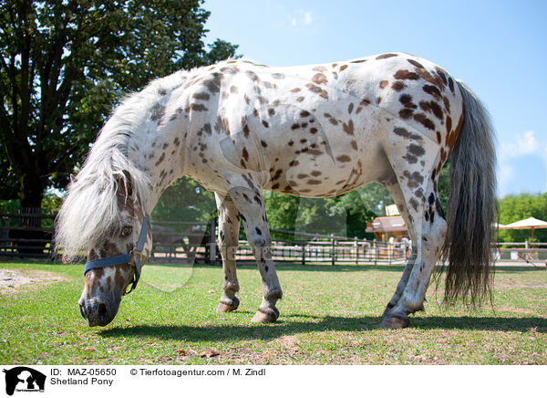 Shetland Pony / MAZ-05650