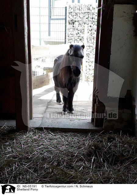 Shetland Pony / NS-05191