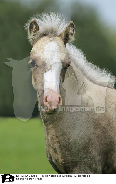 Shetland Pony foal / EHO-01386
