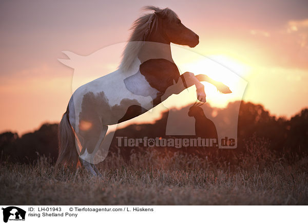 rising Shetland Pony / LH-01943