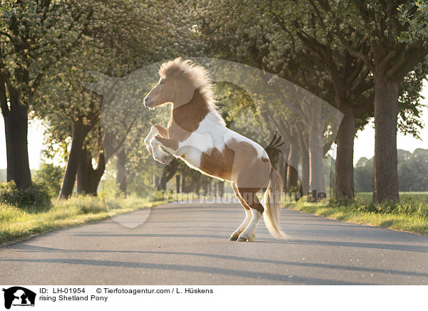 rising Shetland Pony / LH-01954