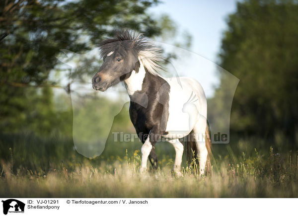 Shetlandpony / VJ-01291