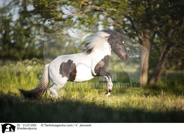 Shetlandpony / VJ-01292