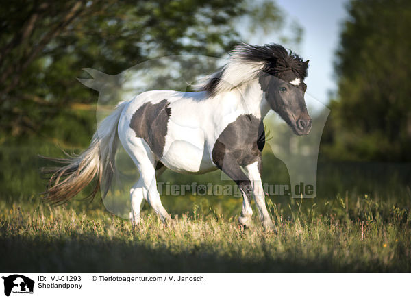 Shetlandpony / VJ-01293