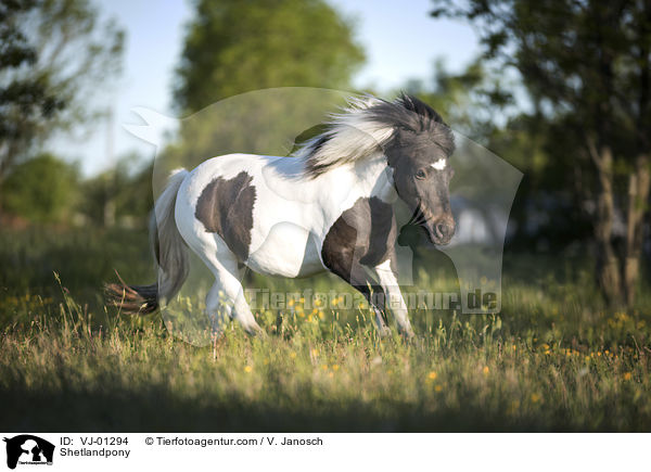 Shetlandpony / VJ-01294