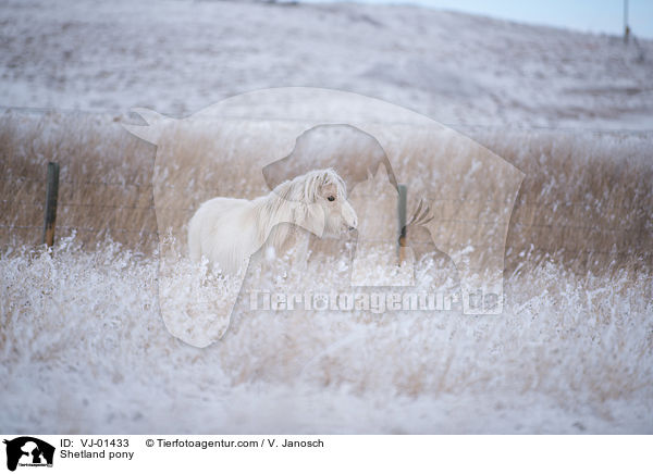Shetland pony / VJ-01433