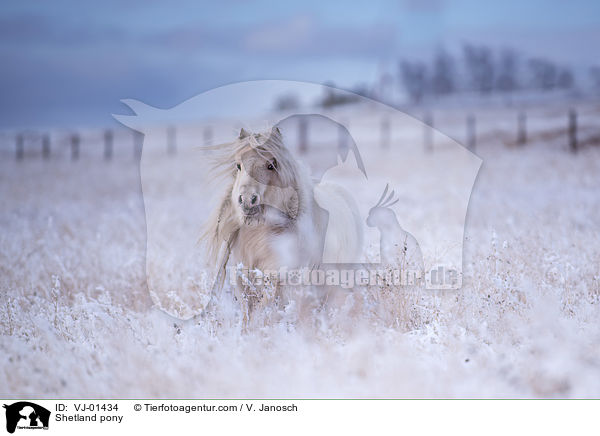 Shetland pony / VJ-01434