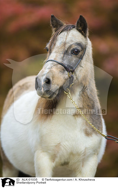 Shetlandpony Portrait / ALK-01035