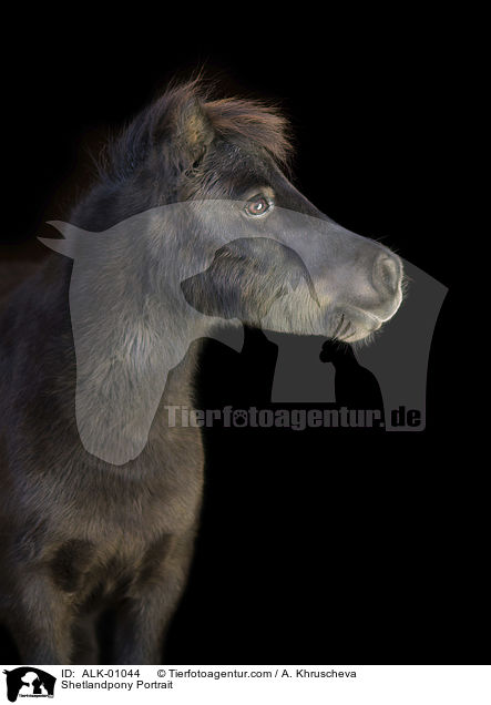 Shetlandpony Portrait / Shetlandpony Portrait / ALK-01044