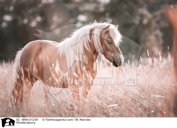 Shetlandpony / Shetlandpony / MAK-01236