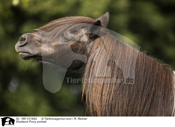 Shetland Pony portrait / RR-101682