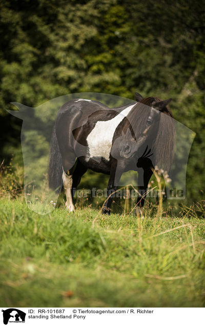 standing Shetland Pony / RR-101687