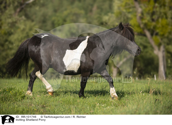 trotting Shetland Pony / RR-101746