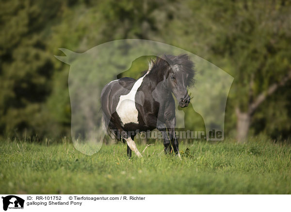 galloping Shetland Pony / RR-101752